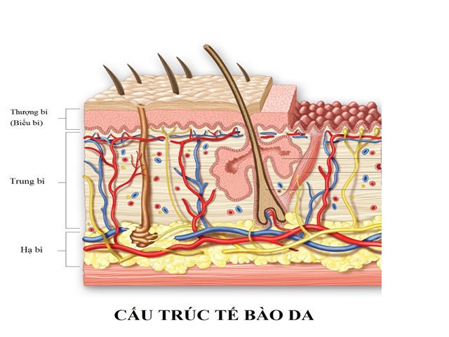 Cấu trúc tế bào da