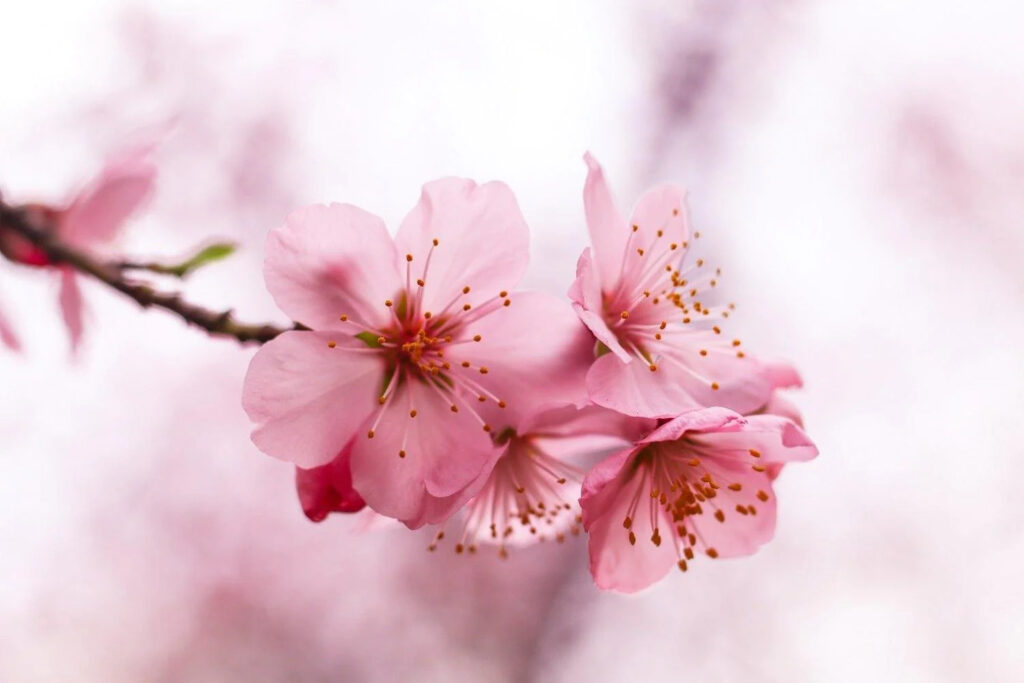 Thực phẩm chức năng chống lão hóa Sakura
