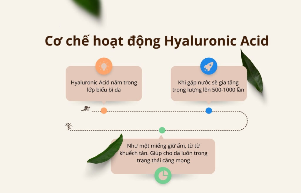 Cơ chế hoạt động của Hyaluronic Acid