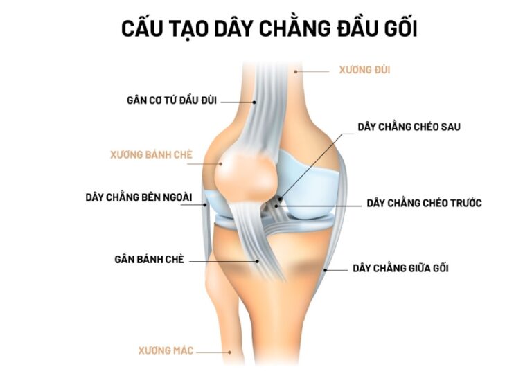 Tập Luyện Thế Nào Để Tăng Độ Dẻo Dai Của Dây Chằng?